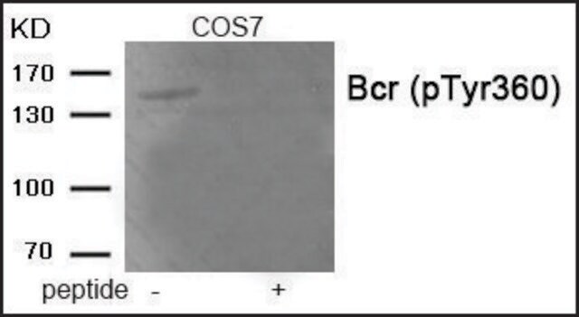 Anti-phospho-Bcr (pTyr360) antibody produced in rabbit affinity isolated antibody