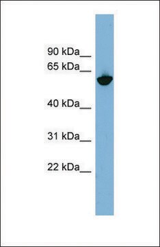 Anti-GPNMB, (N-terminal) antibody produced in rabbit affinity isolated antibody