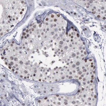 抗BRD1抗体 ウサギ宿主抗体 Ab2, Prestige Antibodies&#174; Powered by Atlas Antibodies, affinity isolated antibody, buffered aqueous glycerol solution