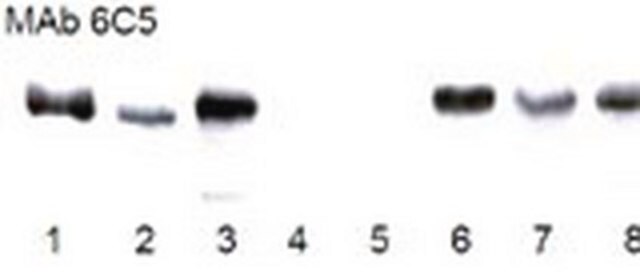 Anti-GAPDH-Maus-mAb (6C5) liquid, clone 6C5, Calbiochem&#174;