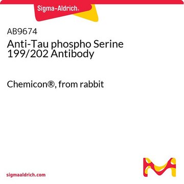 Anti-Tau phospho Serine 199/202 Antibody Chemicon&#174;, from rabbit