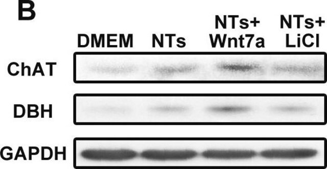 Anti-GAPDH-Antikörper from rabbit, purified by affinity chromatography