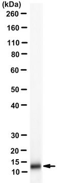 Anti-CXCL9 Antibody