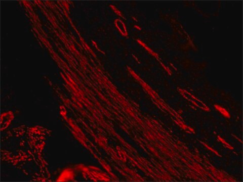 抗- 小鼠IgG（全分子）&#8722;TRITC 兔抗 IgG fraction of antiserum, buffered aqueous solution