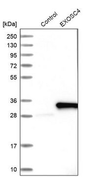 Anti-EXOSC4 antibody produced in rabbit Prestige Antibodies&#174; Powered by Atlas Antibodies, affinity isolated antibody, buffered aqueous glycerol solution