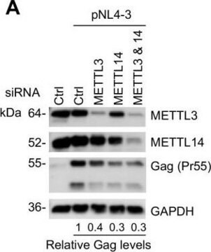 抗-METTL14 兔抗 Prestige Antibodies&#174; Powered by Atlas Antibodies, affinity isolated antibody, buffered aqueous glycerol solution