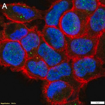 Anti-hnRNP A1 Antibody, clone 1I21 ZooMAb&#174; Rabbit Monoclonal recombinant, expressed in HEK 293 cells