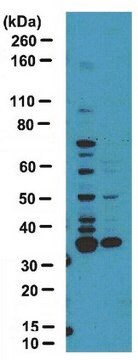 Anti-Dimethylarginin-Antikörper, asymmetrisch (ASYM25) serum, from rabbit