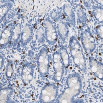 抗CEACAM3抗体 ウサギ宿主抗体 Prestige Antibodies&#174; Powered by Atlas Antibodies, affinity isolated antibody, buffered aqueous glycerol solution