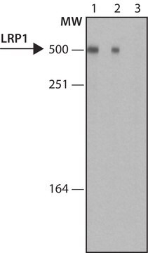 モノクローナル抗LRP1抗体 マウス宿主抗体 ~1.0&#160;mg/mL, clone LRP1-11, purified immunoglobulin, buffered aqueous solution