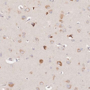 Anti-SLC35F3 antibody produced in rabbit Prestige Antibodies&#174; Powered by Atlas Antibodies, affinity isolated antibody, buffered aqueous glycerol solution