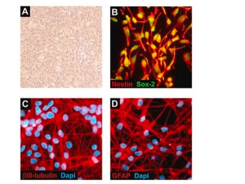 ReNcell VM humane neurale Progenitorzelllinie ReNcell VM is an immortalized human neural progenitor cell line with the ability to readily differentiate into neurons &amp; glial cells.