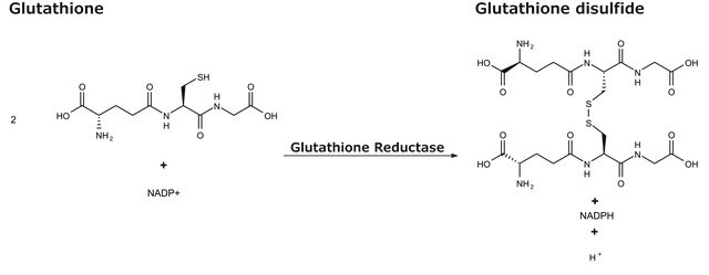 グルタチオンレダクターゼ ヒト buffered aqueous solution, &#8805;10&#160;units/mg protein, recombinant, expressed in E. coli