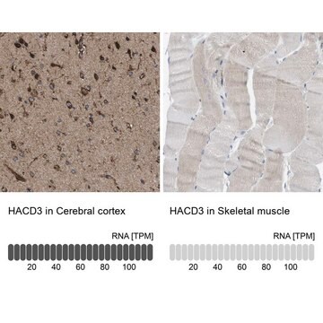 Anti-HACD3 antibody produced in rabbit Prestige Antibodies&#174; Powered by Atlas Antibodies, affinity isolated antibody, buffered aqueous glycerol solution