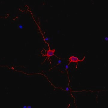 Anticorpo Neuro-Chrom prodotto in coniglio anti-proteina marcatore pan-neuronale Neuro-Chrom, from rabbit