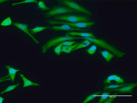 Anti-PRKAA2 antibody produced in rabbit purified immunoglobulin, buffered aqueous solution