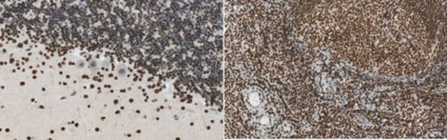 Anti-Glutaredoxin-2 (Grx2) from rabbit, purified by affinity chromatography