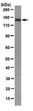 Anti-APC Antibody, clone FE9 clone FE9, from mouse