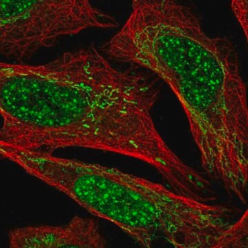 Anti-BDNF antibody produced in rabbit Prestige Antibodies&#174; Powered by Atlas Antibodies, affinity isolated antibody