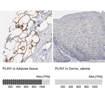 Anti-PLIN1 antibody produced in rabbit Prestige Antibodies&#174; Powered by Atlas Antibodies, affinity isolated antibody, buffered aqueous glycerol solution