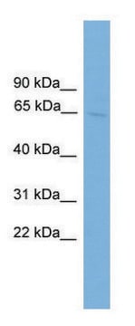 Anti-SLC6A2 antibody produced in rabbit affinity isolated antibody