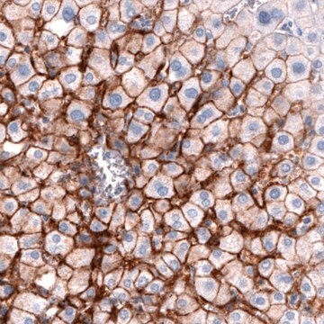 Monoclonal Anti-SLCO1B3 antibody produced in mouse Prestige Antibodies&#174; Powered by Atlas Antibodies, clone CL3770, purified immunoglobulin, buffered aqueous glycerol solution