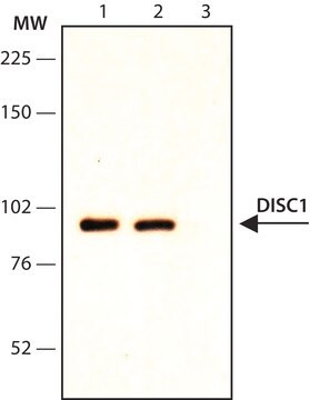 Anty-DISC-1(wewnętrzny) ~1&#160;mg/mL, affinity isolated antibody