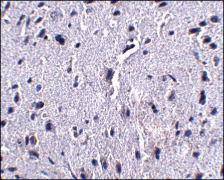 单克隆抗-PD-1 小鼠抗 clone 7A11B1, purified immunoglobulin, buffered aqueous solution