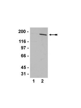 Przeciwciało anty-AS160 (Rab-GAP) serum, Upstate&#174;