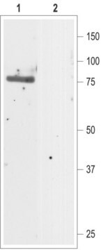 Anti-Chloride Channel CLC-5 (Clcn5) antibody produced in rabbit affinity isolated antibody, lyophilized powder