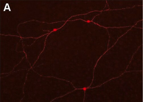 Przeciwciało przeciw koneksynie 45, bliskie CT, cytoplazmatyczne, klon 5B9.2 clone 5B9.2, Chemicon&#174;, from mouse