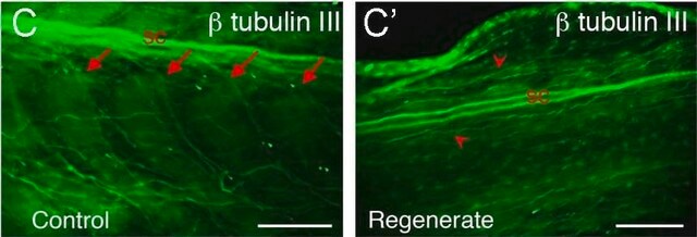 Anti-&#946;-Tubulin III antibody produced in rabbit affinity isolated antibody, buffered aqueous solution