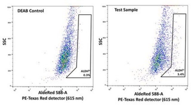 UM-SCC-104 HPV-16 Positive Squamous Carcinoma Cell Line UM-SCC-104 is a unique head and neck squamous carcinoma (HNSCC) cell line derived from a 56-year old male with a recurrent oral cavity tumor naturally infected with high-risk human papillomavirus (HPV-16).