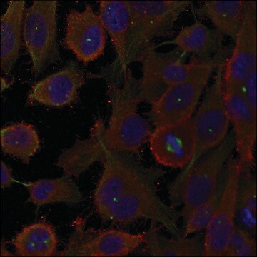 Anti-MAP1LC3A antibody produced in rabbit affinity isolated antibody