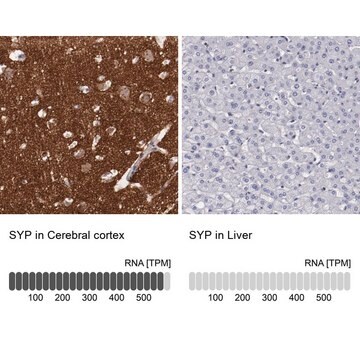 Anti-SYP antibody produced in rabbit Prestige Antibodies&#174; Powered by Atlas Antibodies, affinity isolated antibody, buffered aqueous glycerol solution