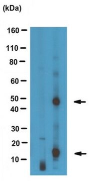 Przeciwciało anty-fosfo-Neurogranina (Ser36)/Neuromodulina (Ser41) serum, from rabbit