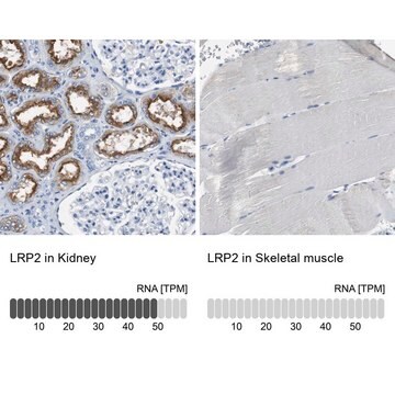 Anti-LRP2 antibody produced in rabbit Prestige Antibodies&#174; Powered by Atlas Antibodies, affinity isolated antibody, buffered aqueous glycerol solution