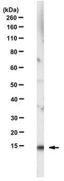 Anti-p15 Antibody, clone PAT56B clone PAT56B, from rat