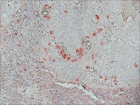 モノクロナール抗ビオチン&#8722;ペルオキシダーゼ マウス宿主抗体 clone BN-34, purified immunoglobulin