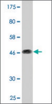 Monoclonal Anti-CD164 antibody produced in mouse clone 3D7, purified immunoglobulin, buffered aqueous solution