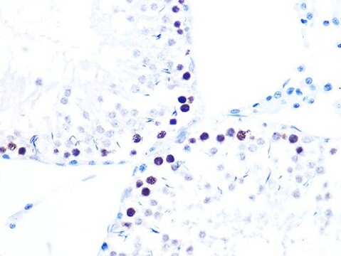 Anti-KAT1/HAT1 antibody produced in rabbit