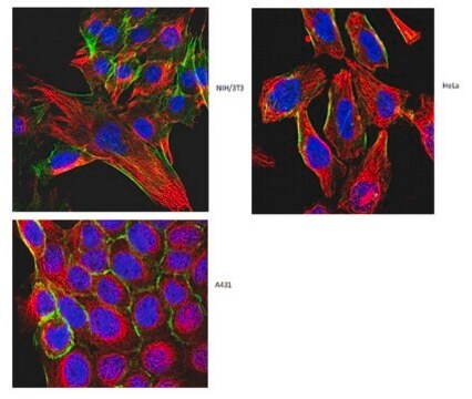 Anticuerpo anti-&#945;-tubulina, clon DM1A clone DM1A, from mouse