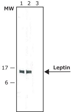 抗レプチン ウサギ宿主抗体 affinity isolated antibody, buffered aqueous solution