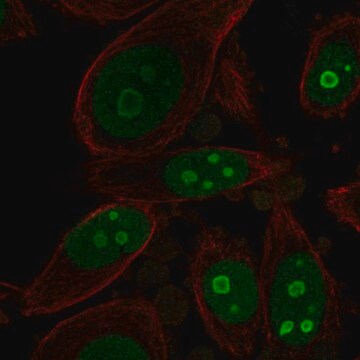 Anti-BOP1 antibody produced in rabbit Prestige Antibodies&#174; Powered by Atlas Antibodies, affinity isolated antibody