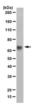 Anti-Potassium Channel Kv1.1 Antibody, clone K36/15 clone K36/15, from mouse