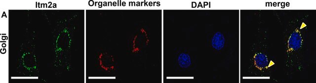 抗GM130 (C-末端) ウサギ宿主抗体 affinity isolated antibody, buffered aqueous solution