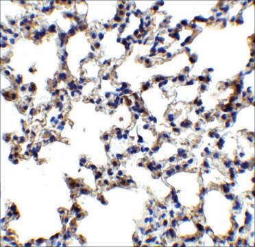 Anti-AXIN2 antibody produced in rabbit affinity isolated antibody, buffered aqueous solution