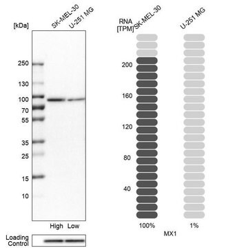 抗MX1 ウサギ宿主抗体 Prestige Antibodies&#174; Powered by Atlas Antibodies, affinity isolated antibody, buffered aqueous glycerol solution