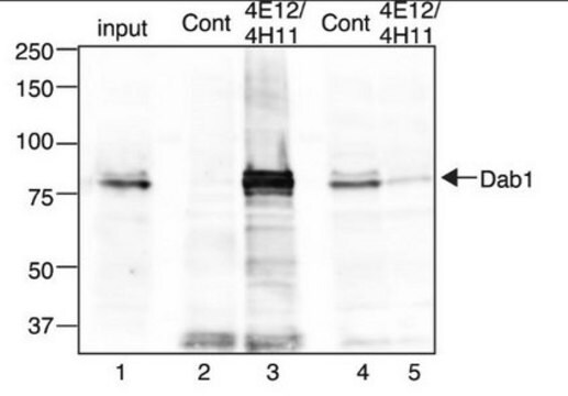 Anti-Dab1 Antibody, clone 4E12 clone 4E12, from rat