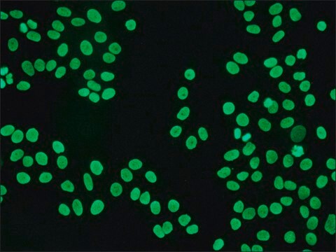 抗ヒトIgG (Fc特異的)&#8722;FITC ヤギ宿主抗体 affinity isolated antibody, buffered aqueous solution